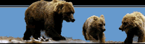 Afognak Lodge Bears