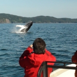 Whale close to guests