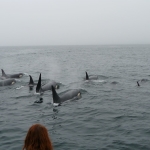 7 Orca's (Killer Whales)