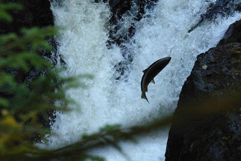 Salmon Jumping